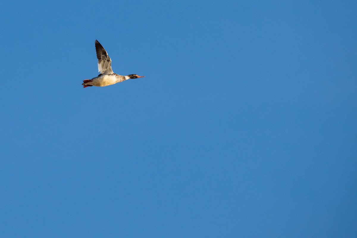 Длинноносый крохаль - ML627043208