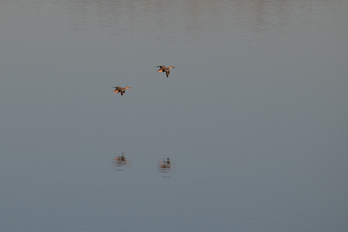 Широконоска - ML627043223