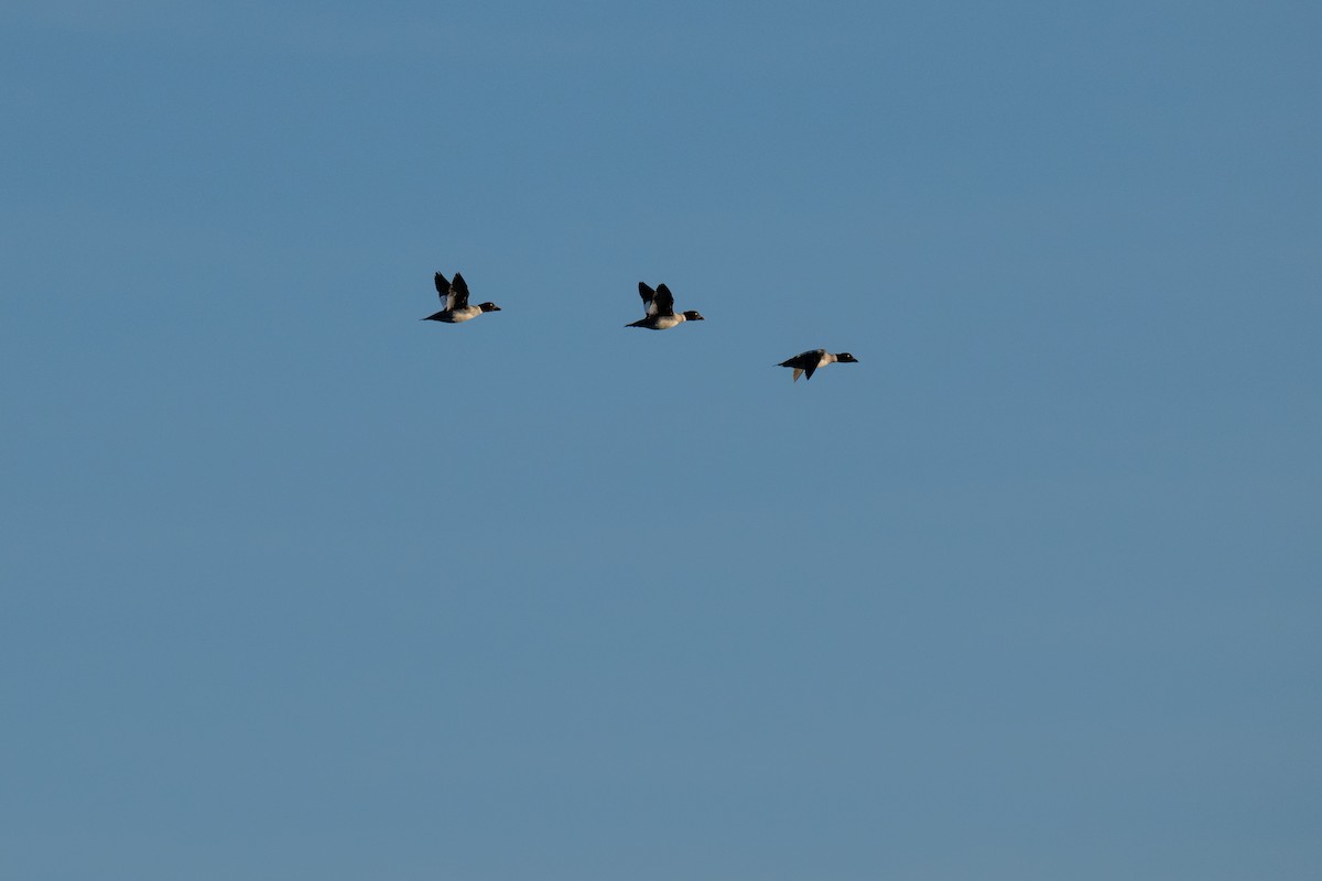 Гоголь - ML627043225