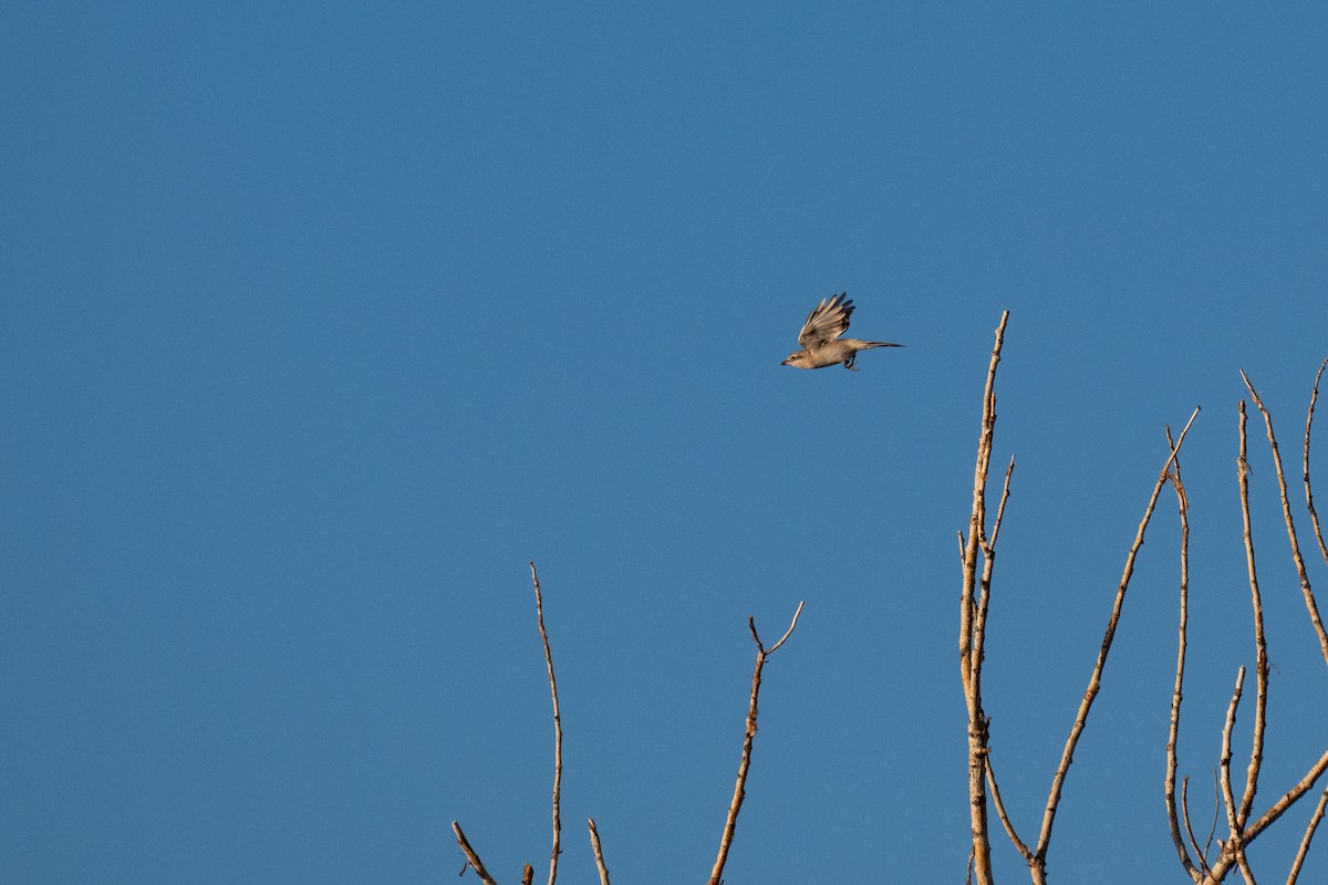 Северный сорокопут - ML627043241