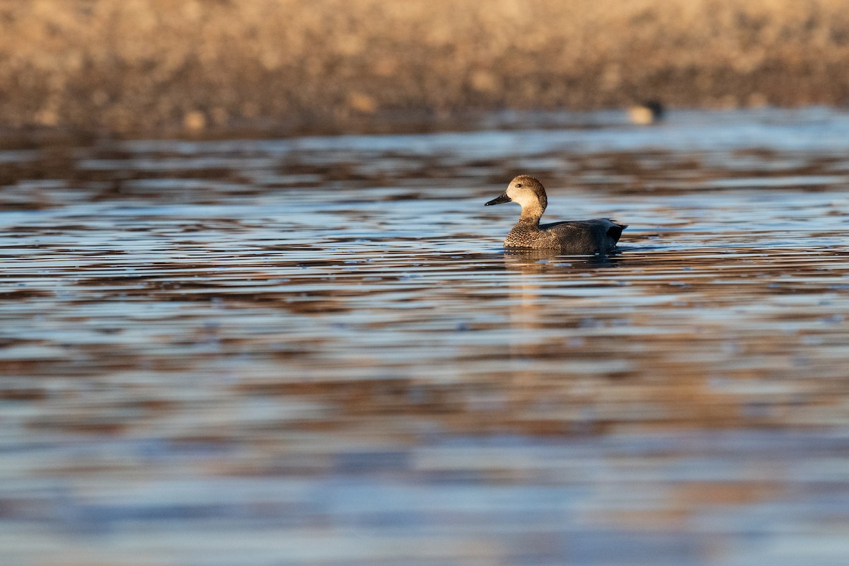 Серая утка - ML627043246