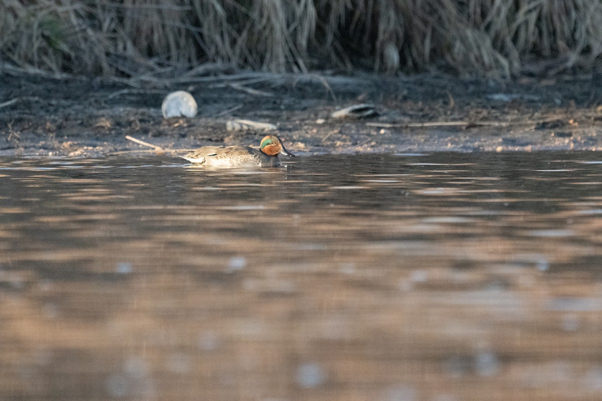 Чирок-свистунок - ML627043257