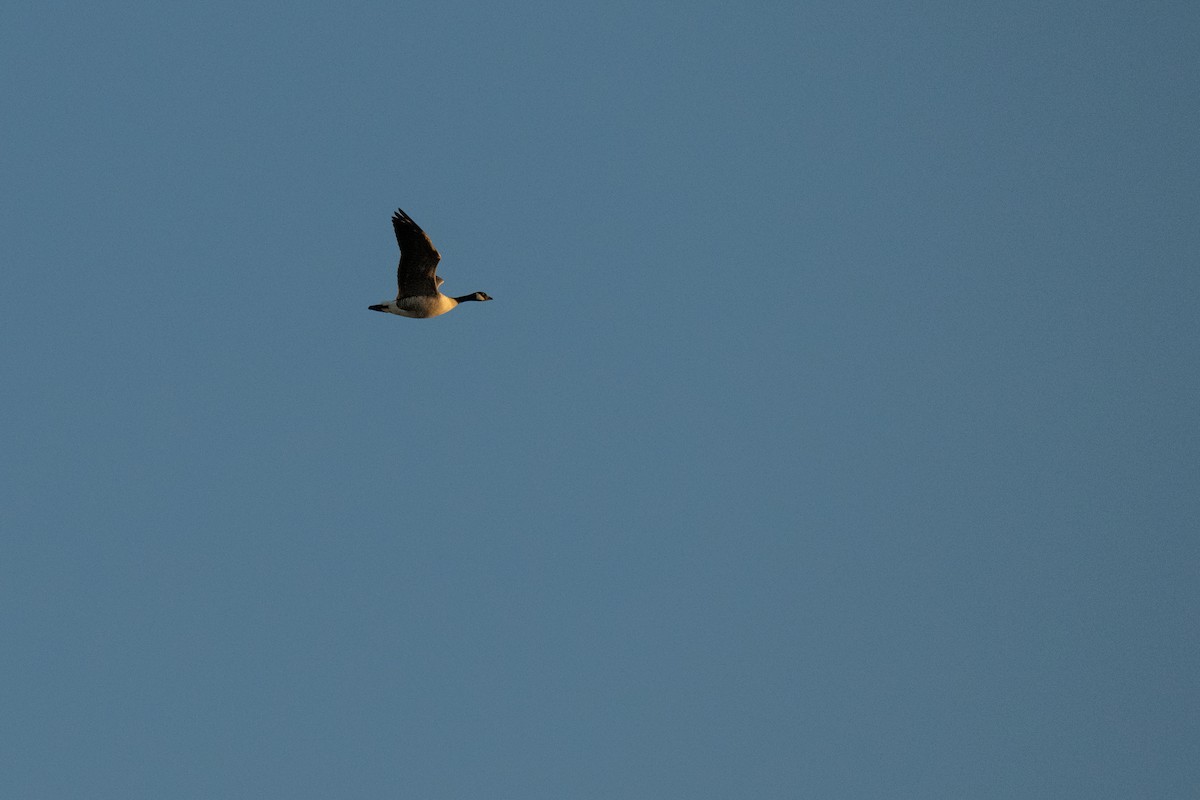 Малая канадская казарка - ML627043260