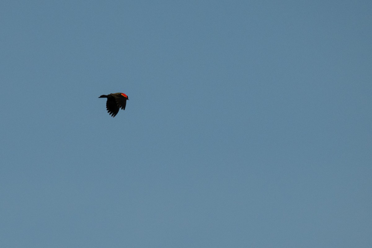 Красноплечий трупиал - ML627043262