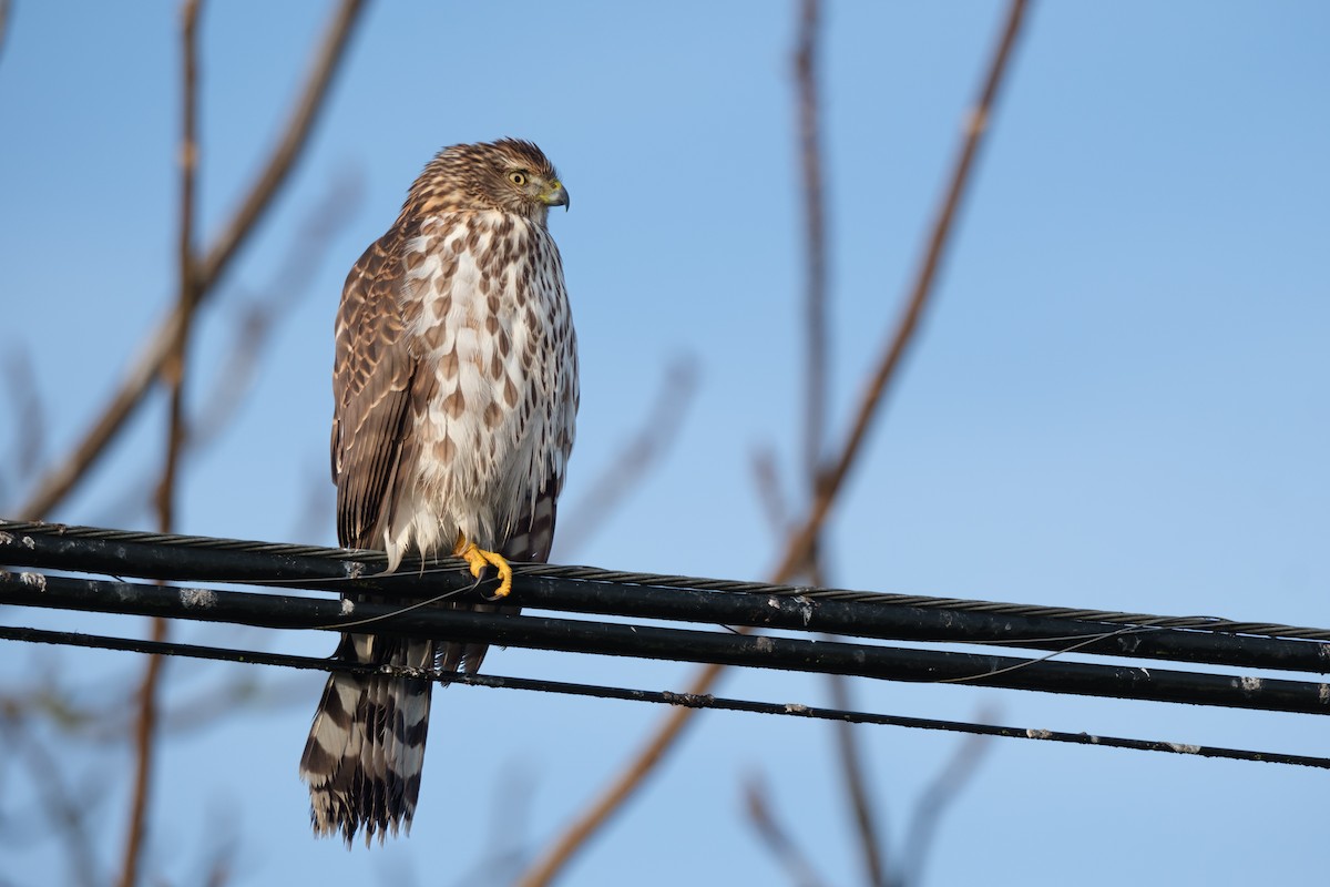 Cooper's Hawk - Alex Leeder