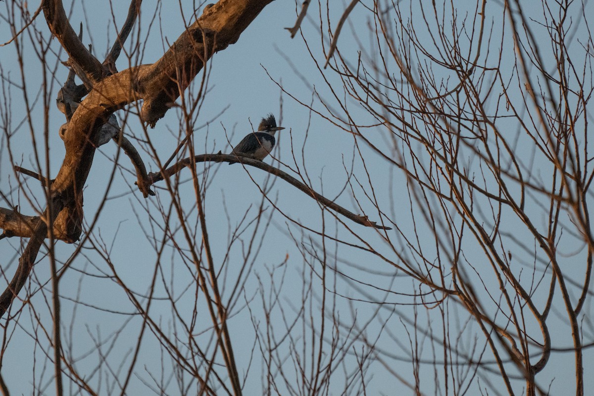 Опоясанный зимородок - ML627043267