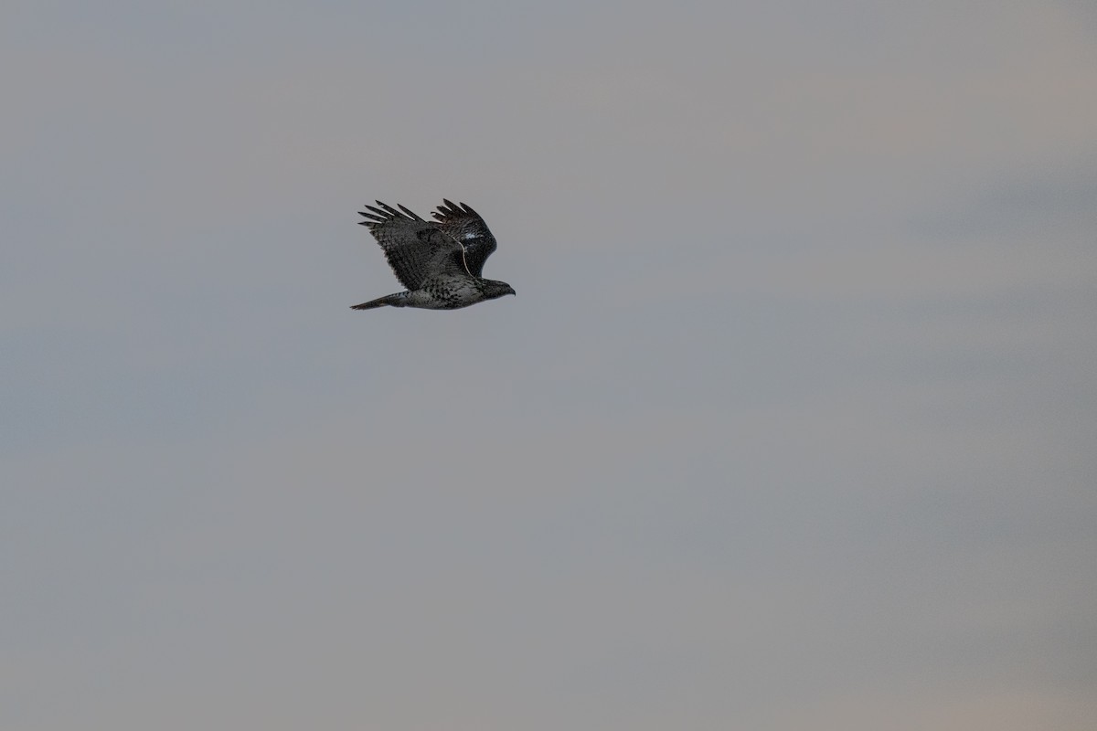 Краснохвостый канюк - ML627043273