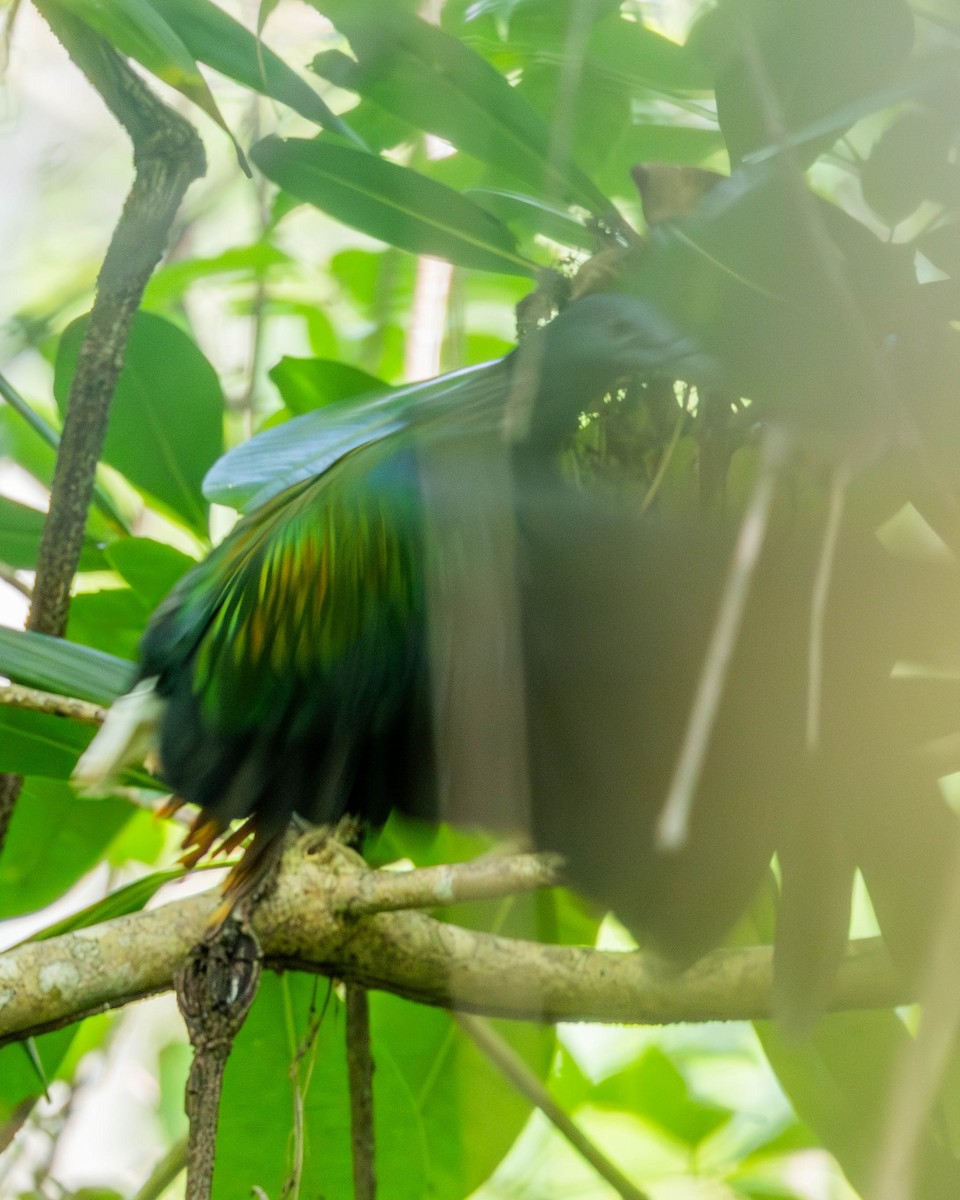 Nicobar Pigeon - ML627043493
