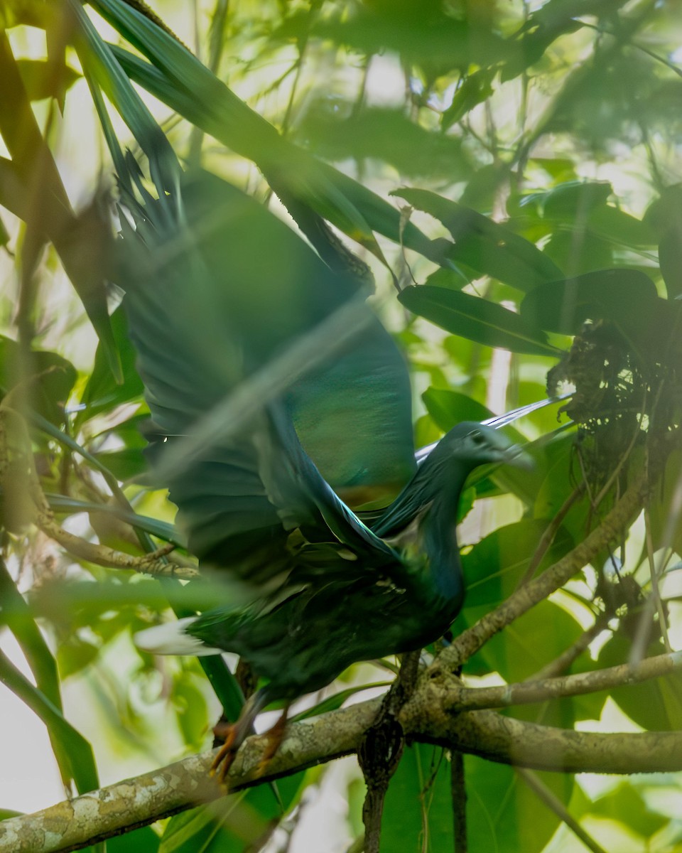 Nicobar Pigeon - ML627043494