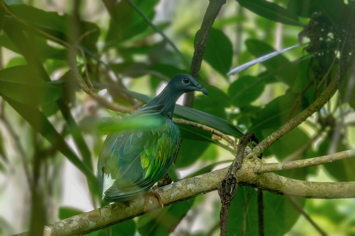 Nicobar Pigeon - ML627043495