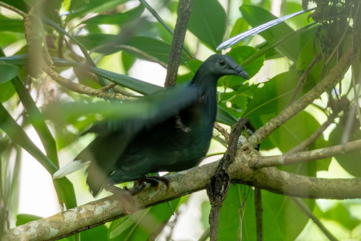 Nicobar Pigeon - ML627043496
