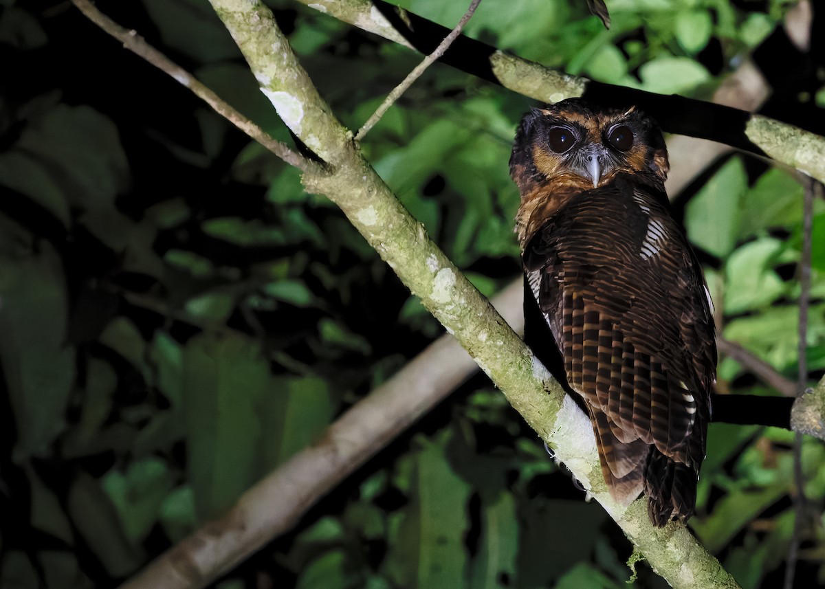 Brown Wood-Owl (Bornean) - ML627043654