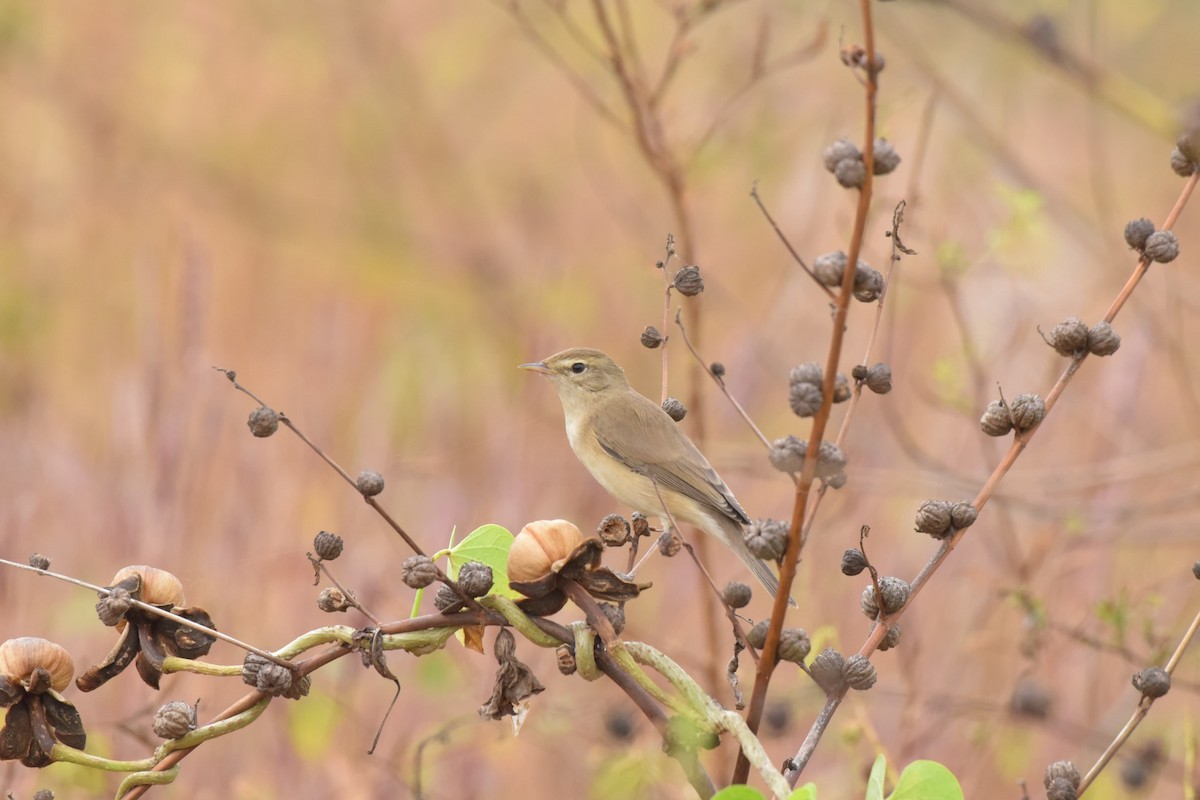 Booted Warbler - ML627044420