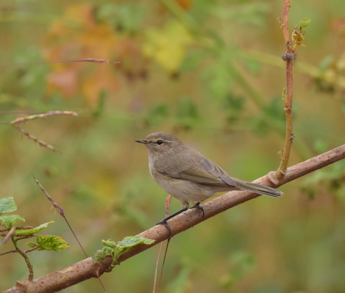 Common Chiffchaff - ML627044421