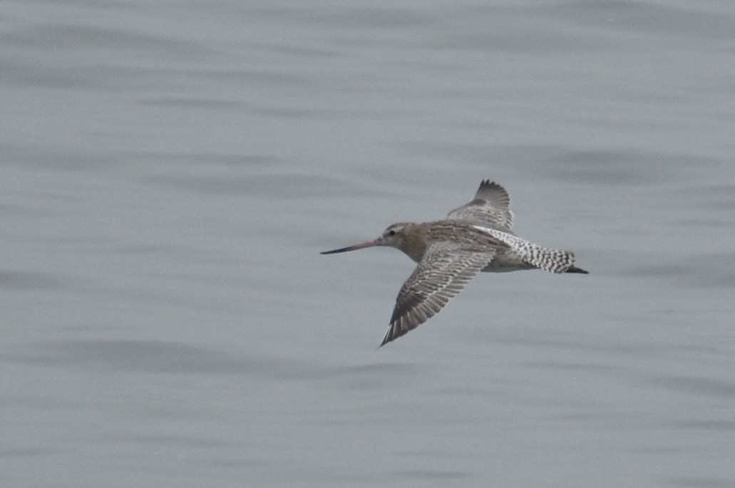 Bar-tailed Godwit - ML627044560