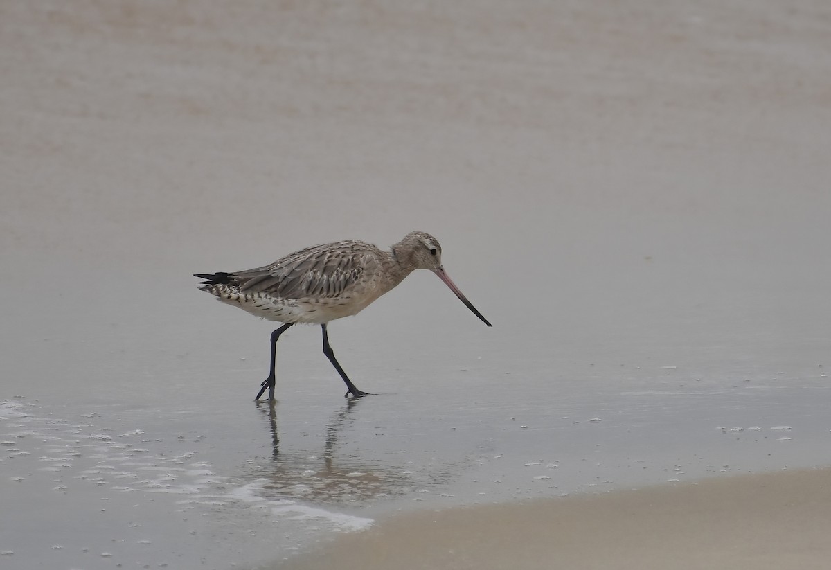 Bar-tailed Godwit - ML627044561