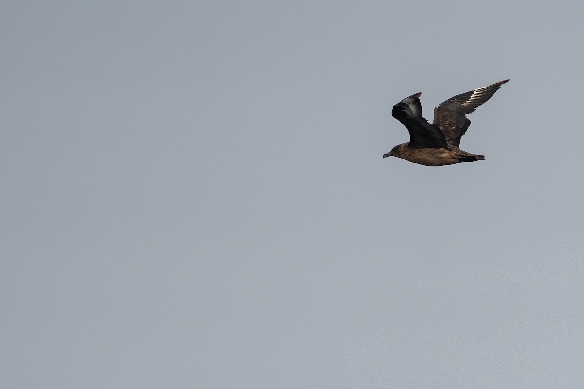 Great Skua - ML627044713