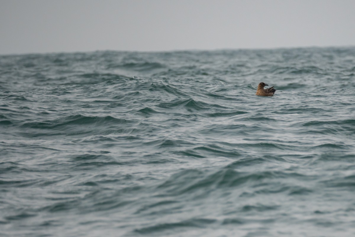 Great Skua - ML627044714