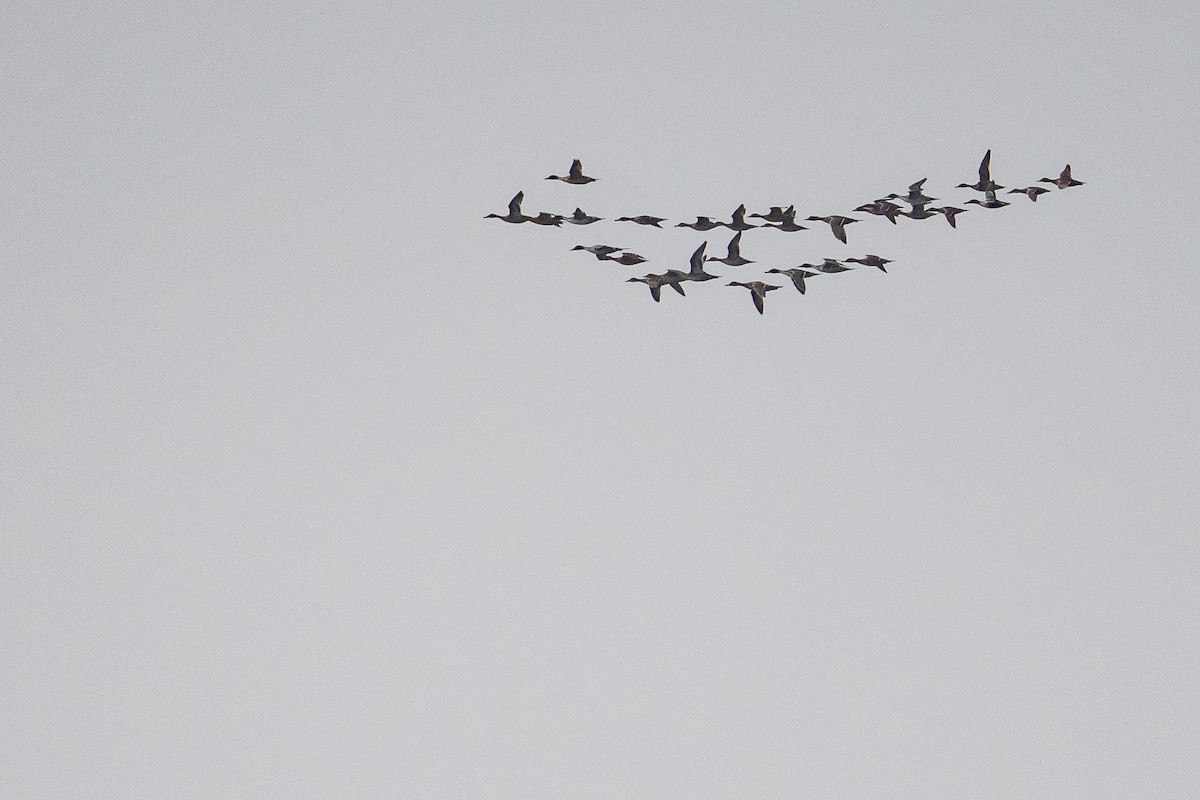 Northern Pintail - ML627044715