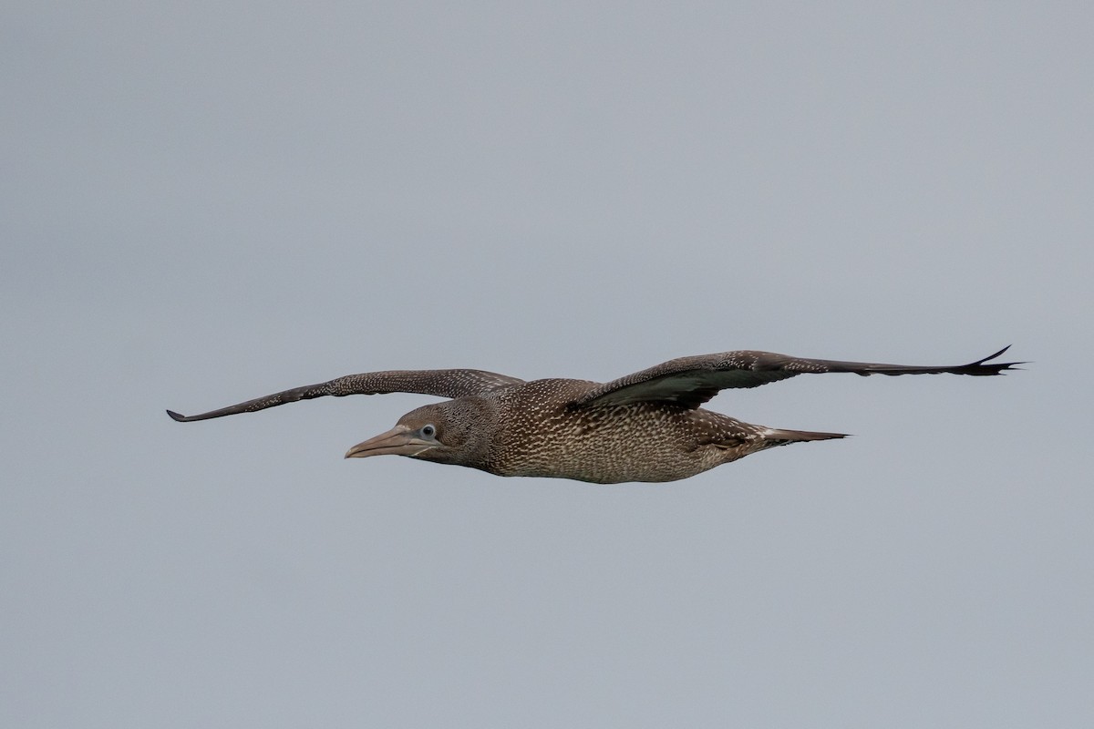 Northern Gannet - ML627044716