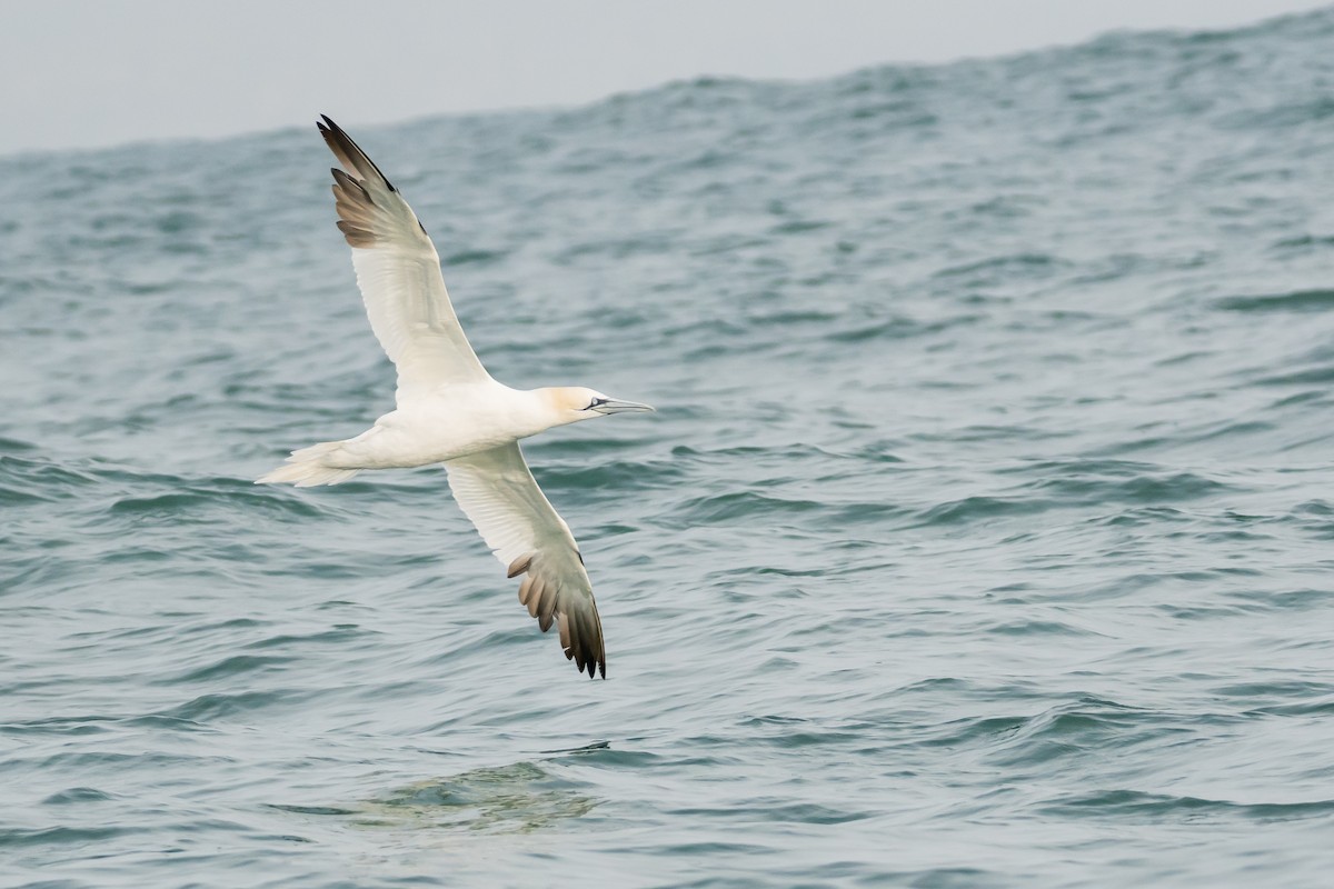 Northern Gannet - ML627044717