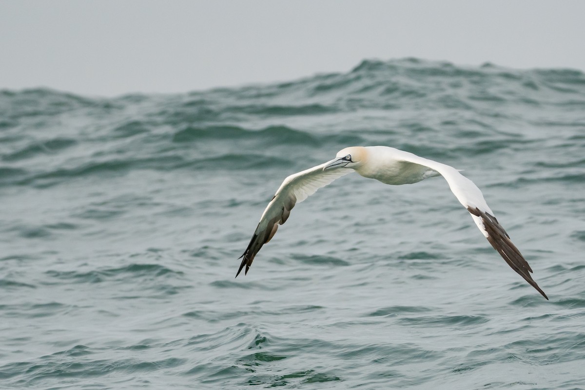 Northern Gannet - ML627044718