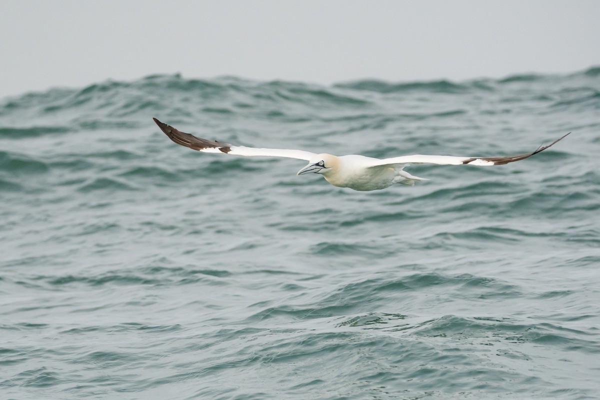 Northern Gannet - ML627044719