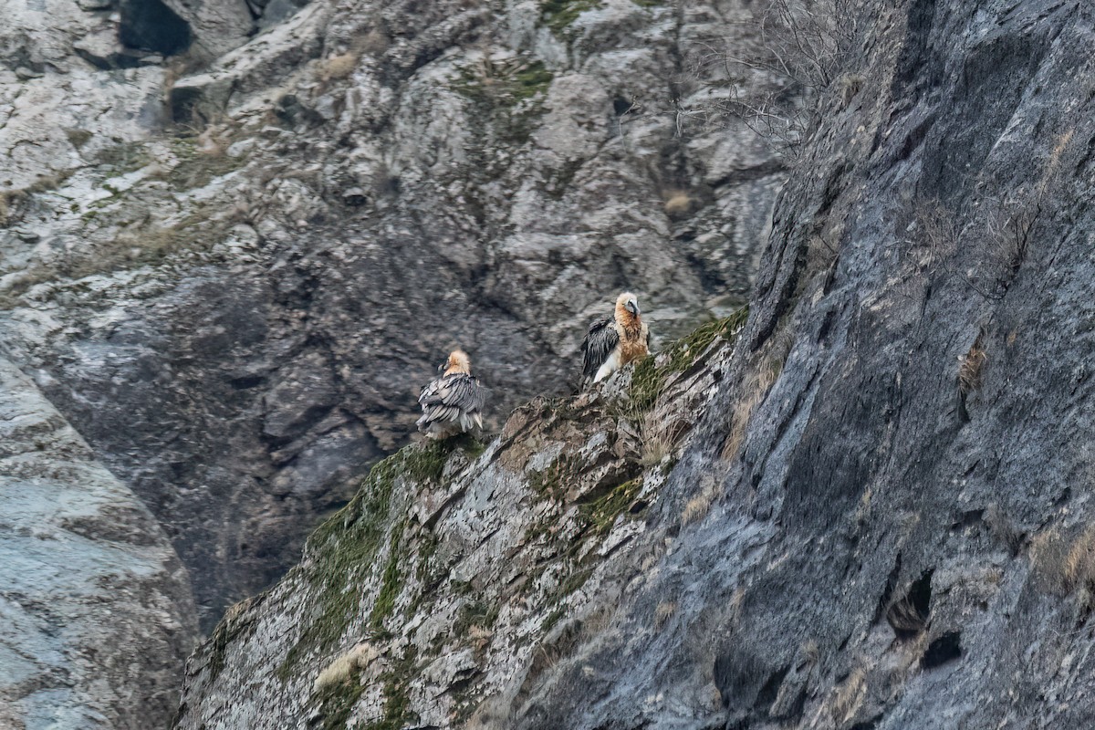 Ооч ёл - ML627044724