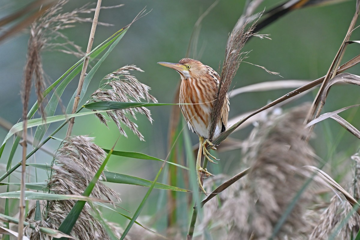 Yellow Bittern - ML627044739