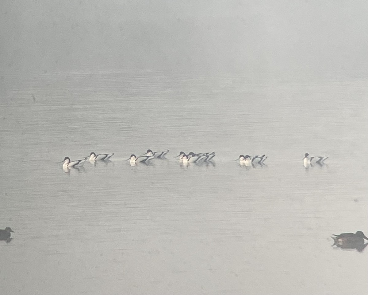 Pied Avocet - ML627044740