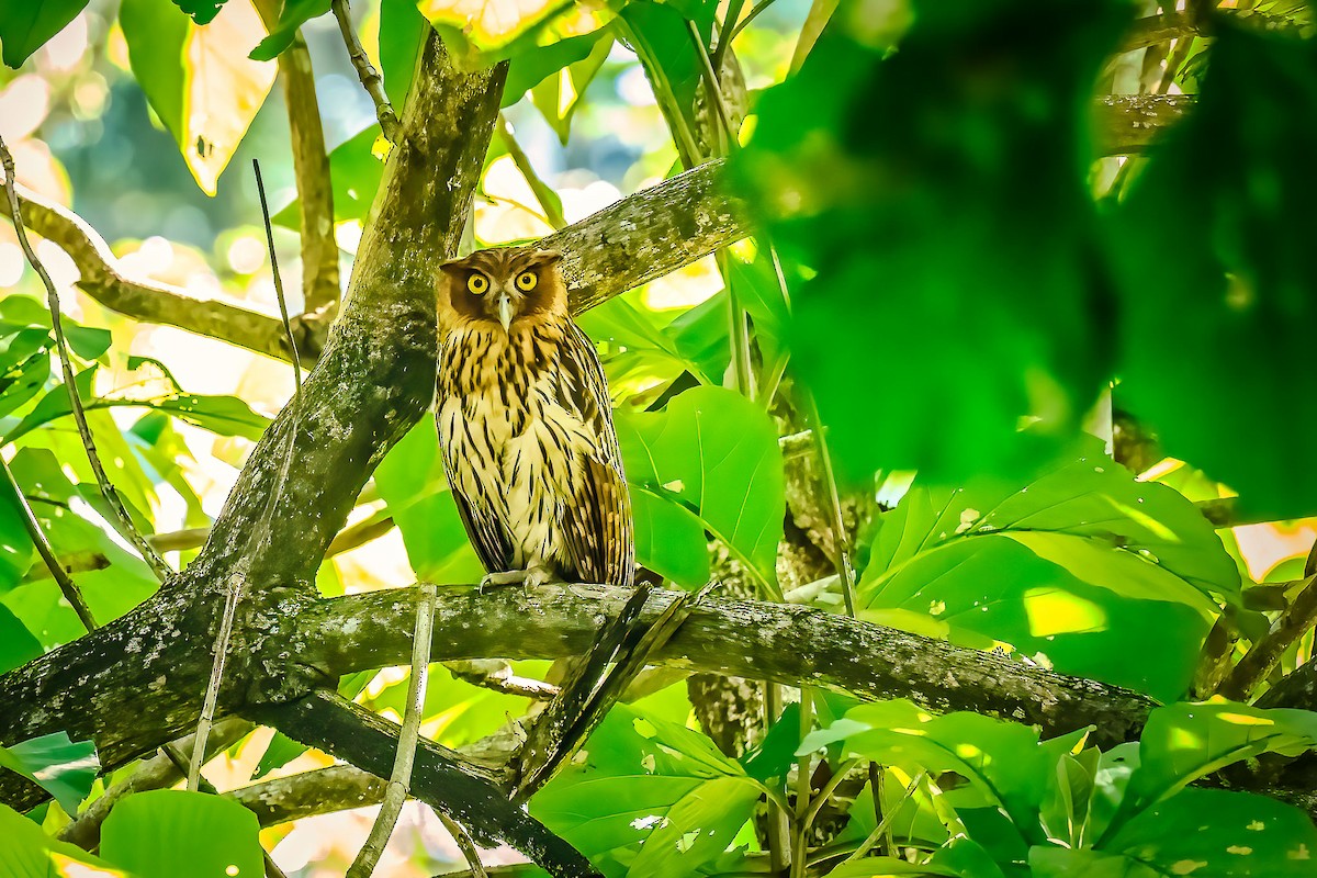 Philippine Eagle-Owl - ML627044878