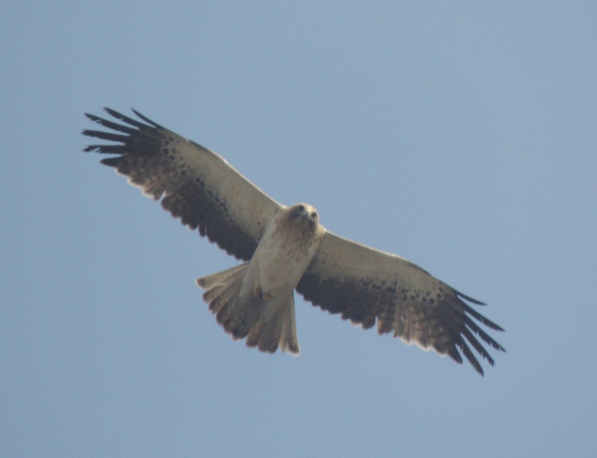 Бахим бүргэд - ML627044967