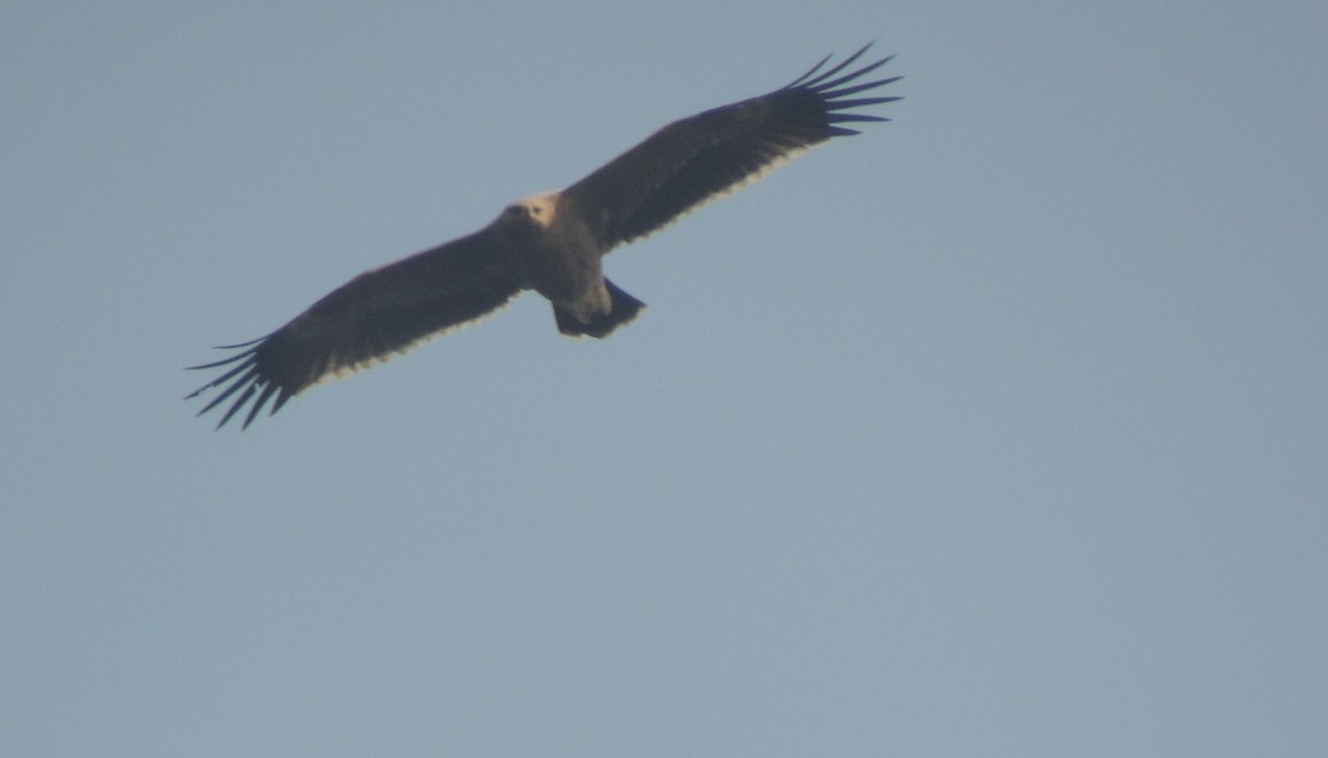 Тарважи бүргэд - ML627044973