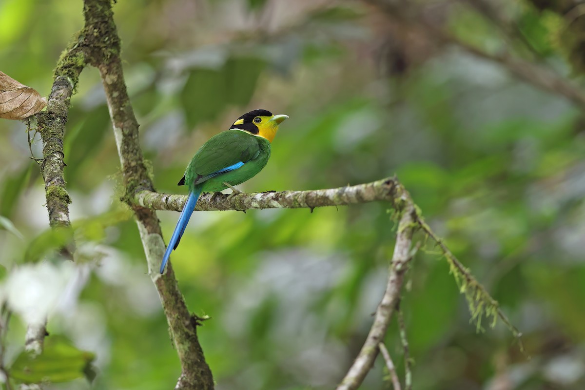 Long-tailed Broadbill - ML627045003