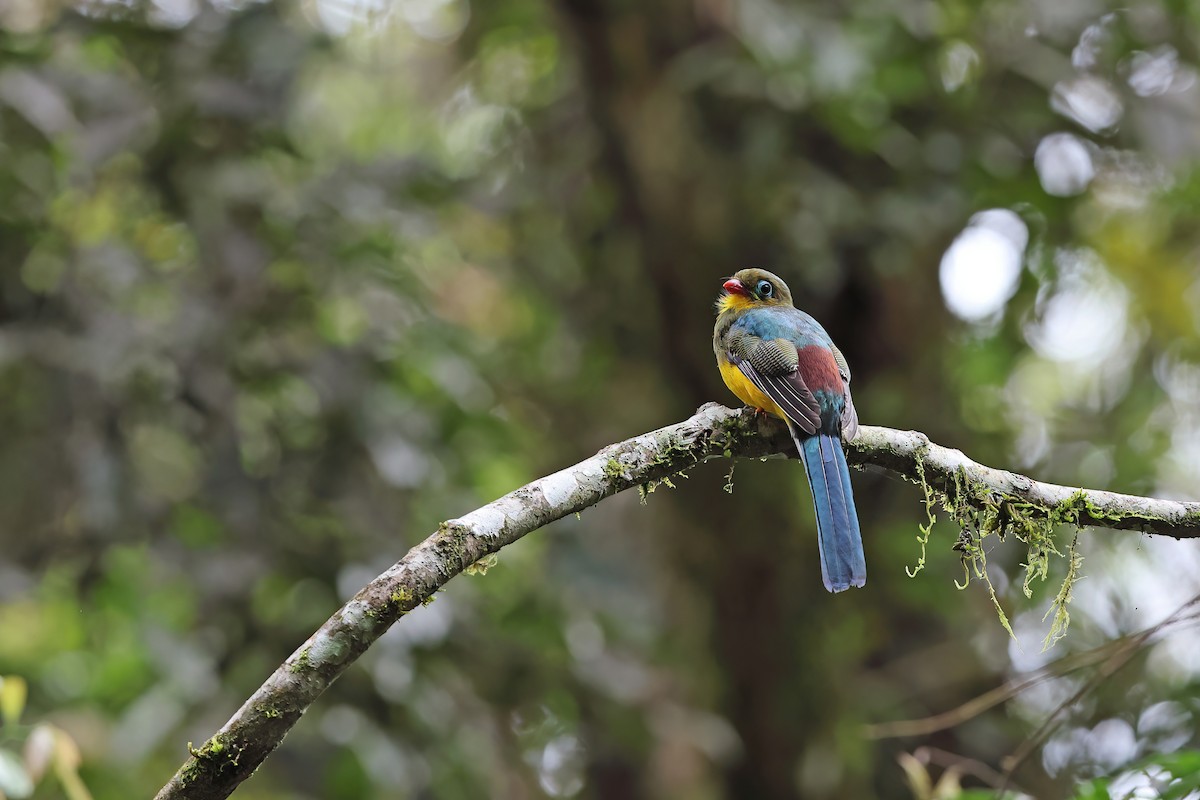 Sumatran Trogon - ML627045069