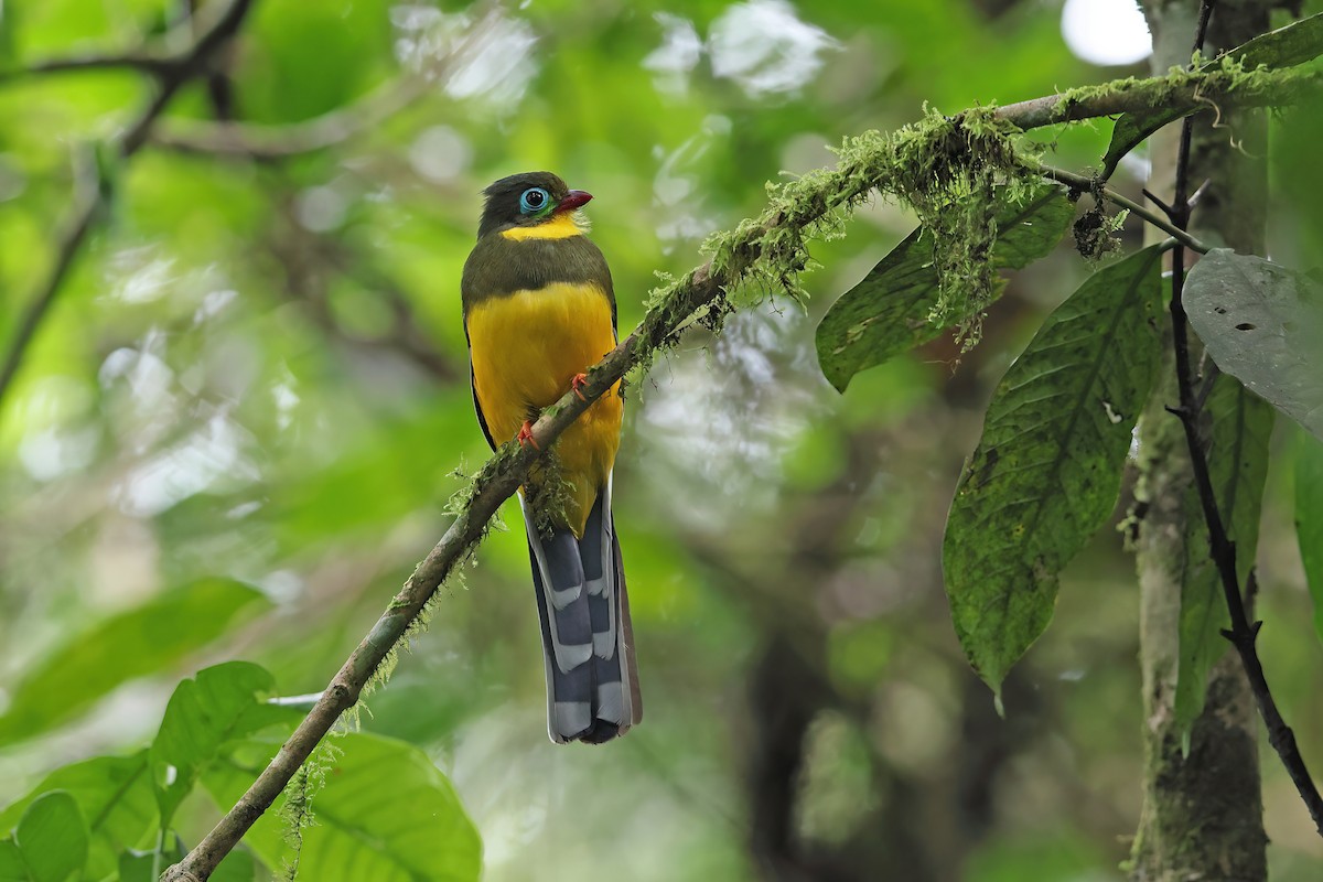 Sumatran Trogon - ML627045070