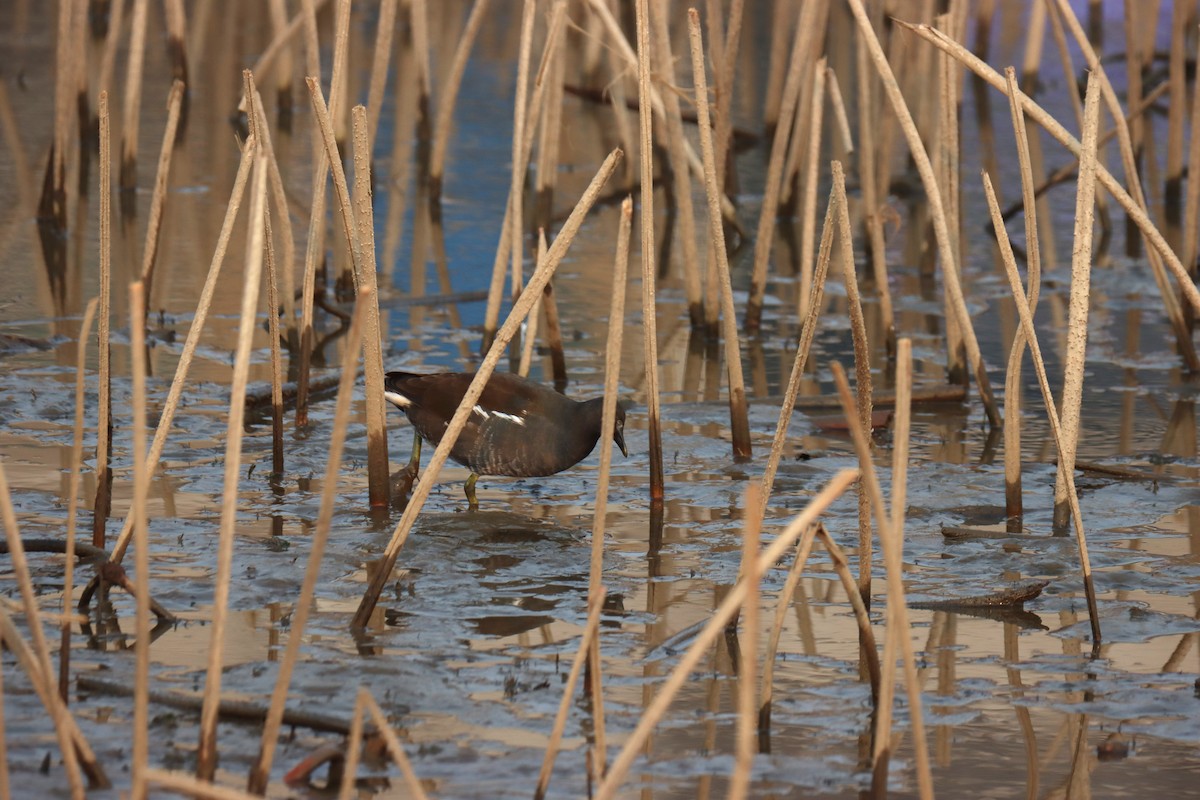 Eurasian Moorhen - ML627045074