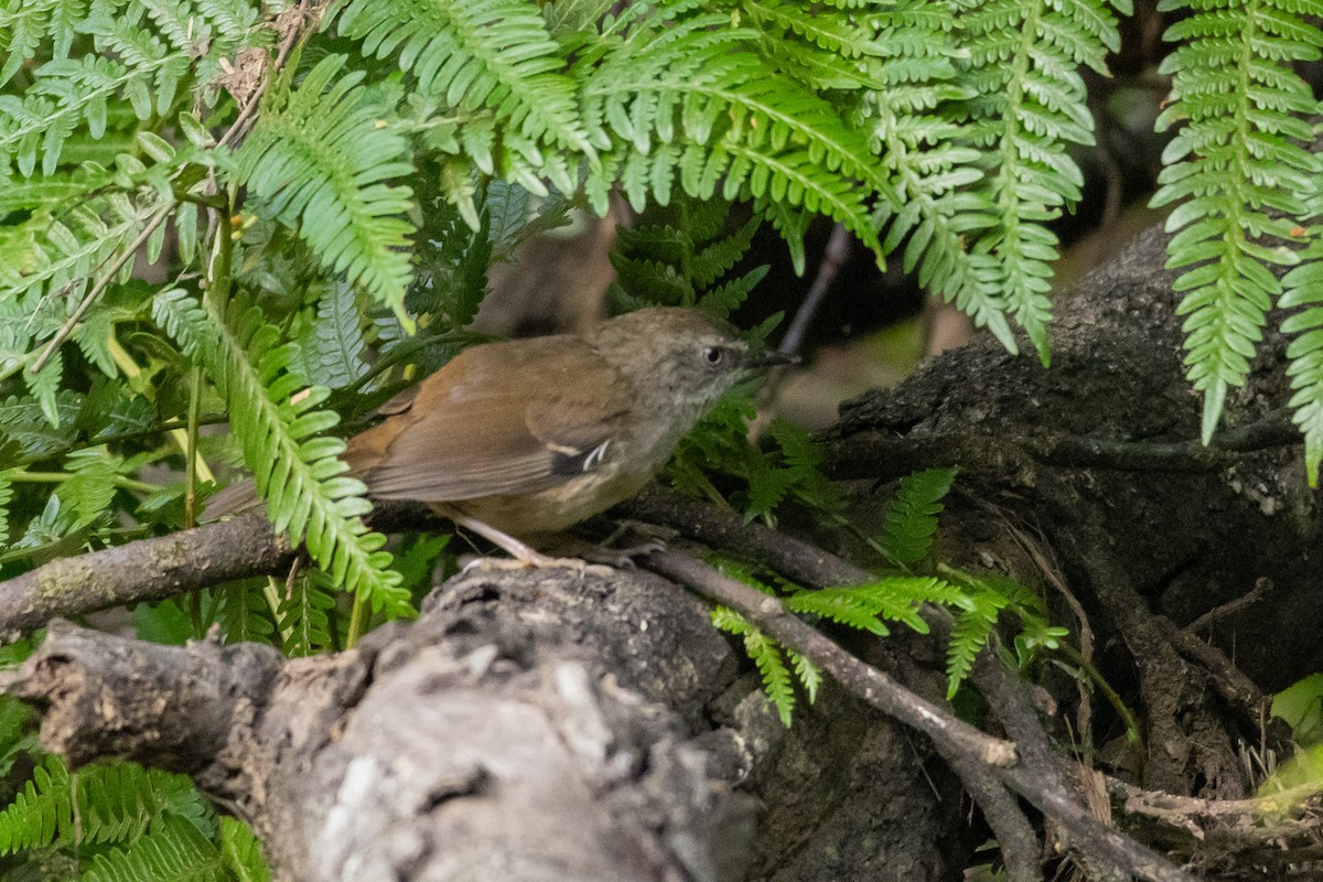 White-browed Scrubwren (White-browed) - ML627045135