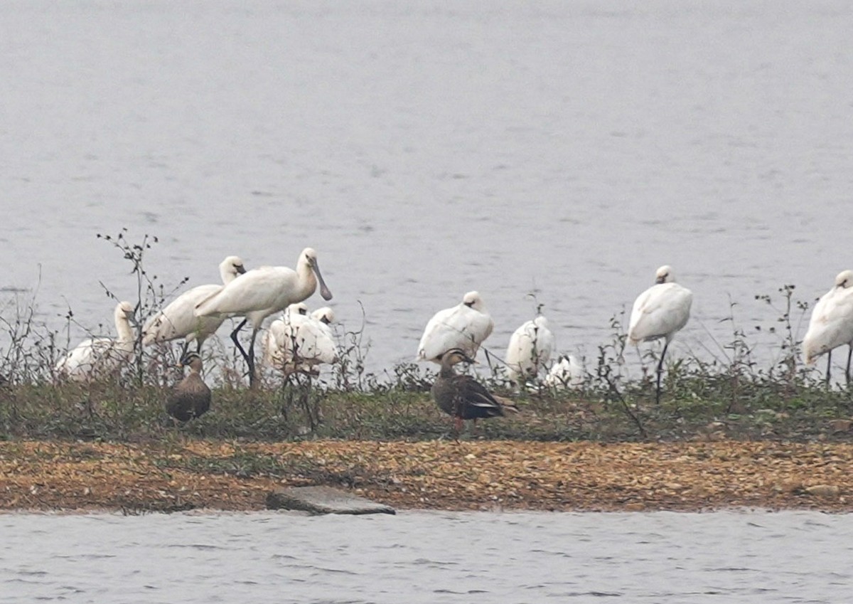 Black-faced Spoonbill - ML627045360