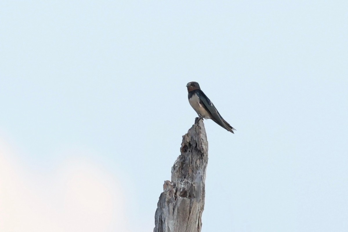 Barn Swallow - ML627045559