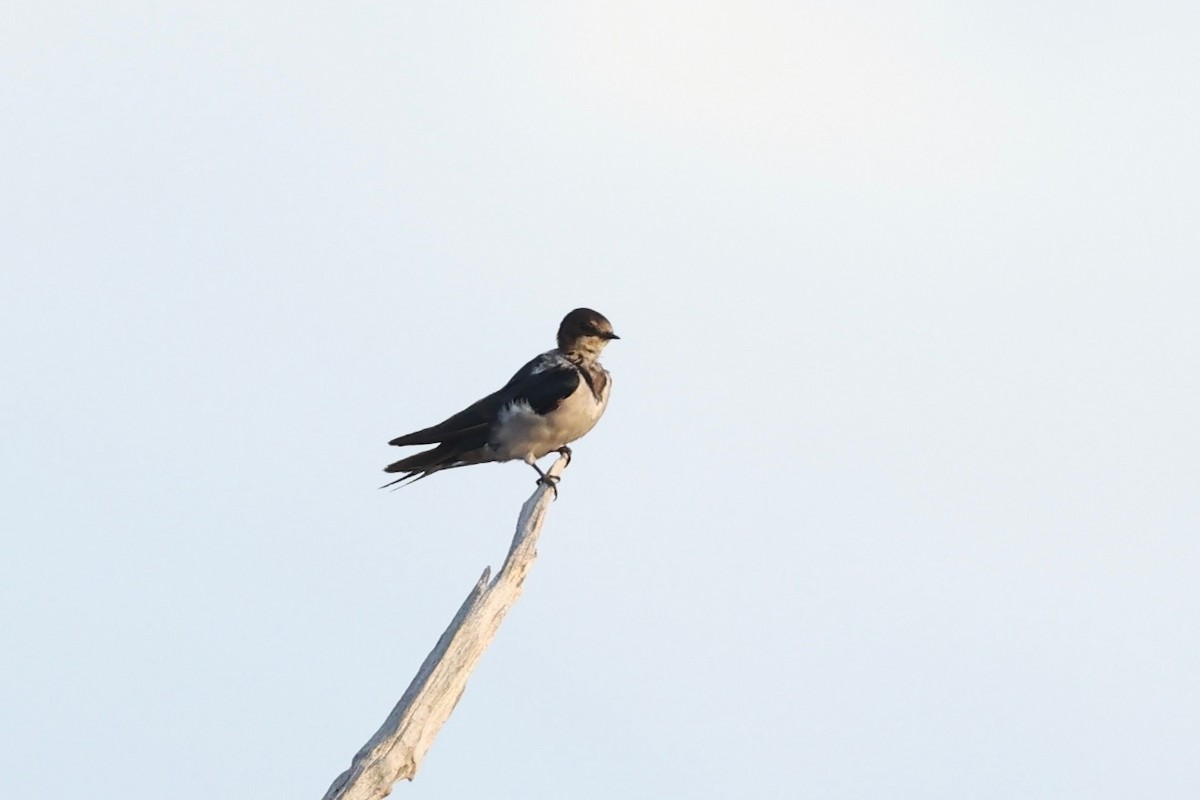 Barn Swallow - ML627045560