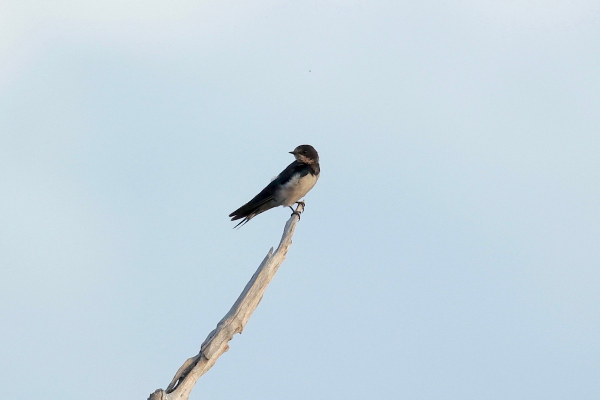 Barn Swallow - ML627045561
