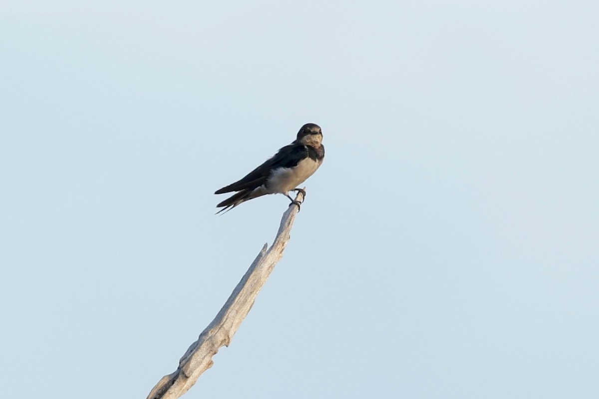 Barn Swallow - ML627045562