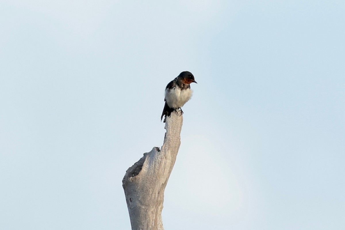 Barn Swallow - ML627045563