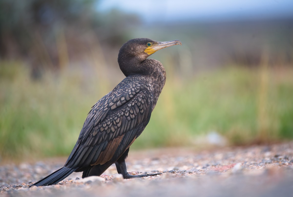 Great Cormorant - ML627045582