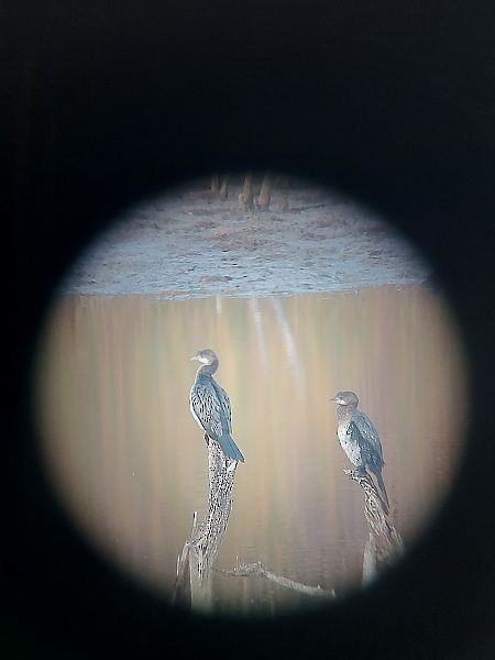 Pygmy Cormorant - ML627045626