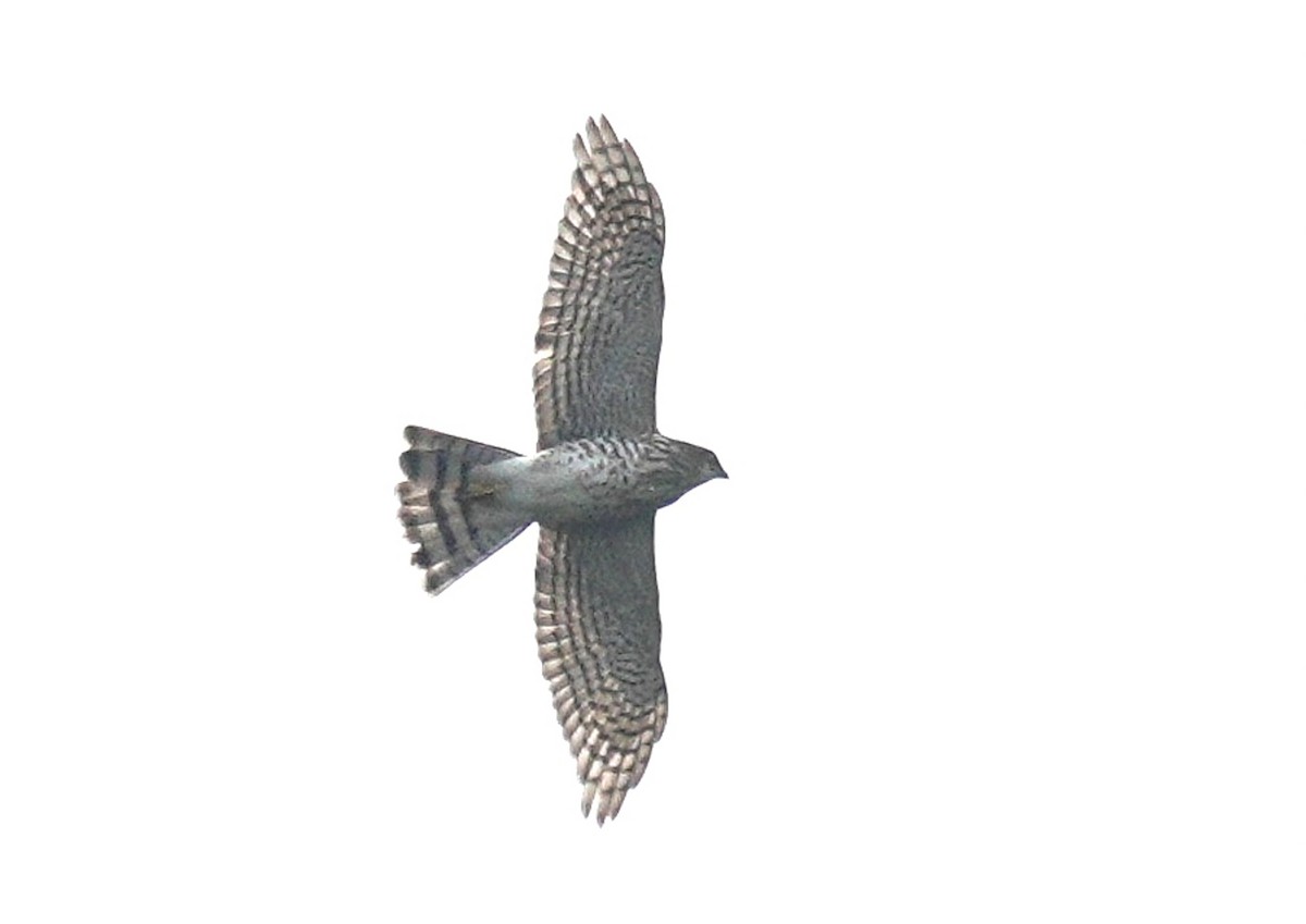 Japanese Sparrowhawk - ML627045759