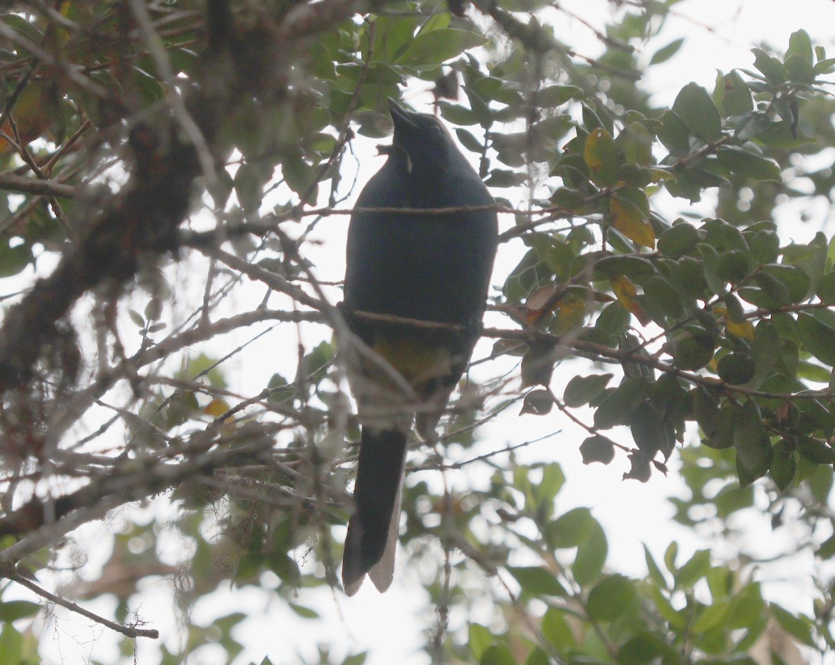 Eastern Crested Berrypecker - ML627045896