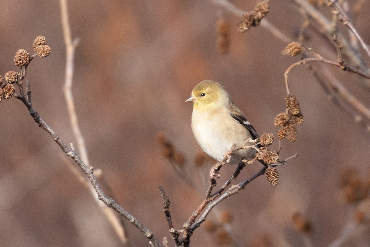 American Goldfinch - ML627045897