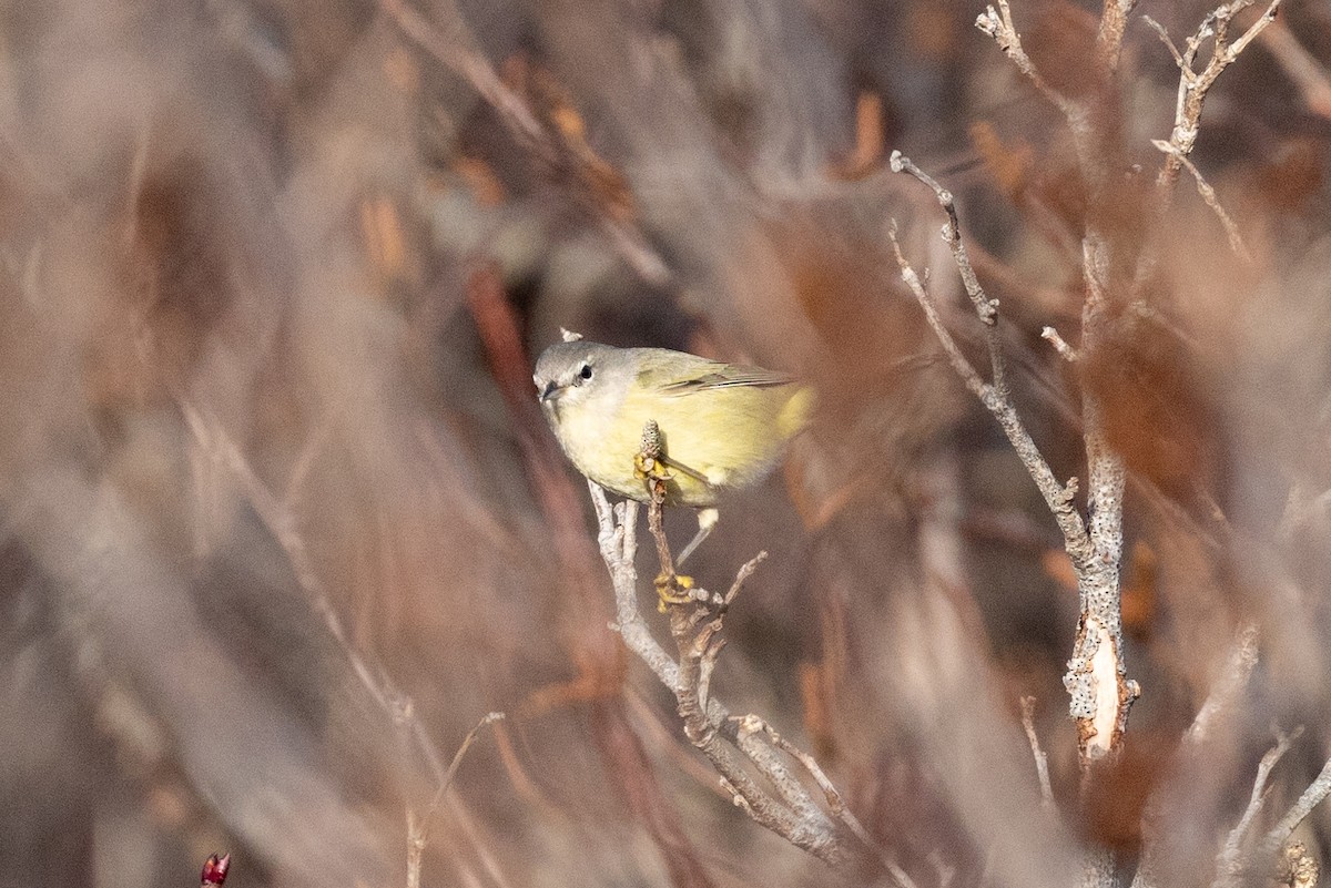 Orange-crowned Warbler - ML627045900